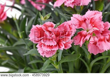 Flower Of Pink Dianthus Garden Plant In Bloom