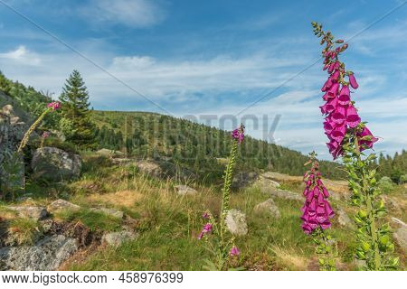 Foxglove In Flower (digitalis Purpurea) In The Mountain.