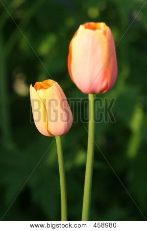 Påske tulipaner