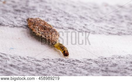 Moth Larva On Clothing, Feeding On Fabric, Macro Photo Of Urban Pest, Lack Of Hygiene, Humid Environ