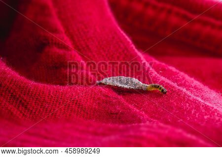 Moth Larva On Clothing, Feeding On Fabric, Macro Photo Of Urban Pest, Lack Of Hygiene, Humid Environ