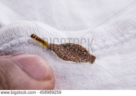 Wall Moth Larvae, Found Crawling Up Walls Or Clothing, Inside A Small Cocoon, Feed On Fur (including