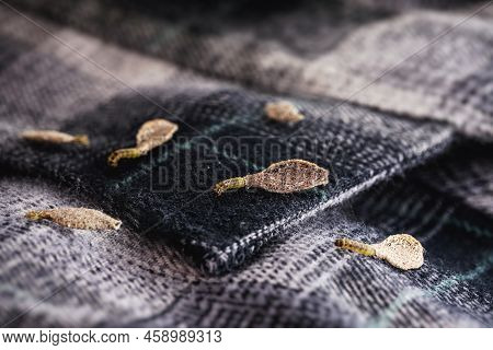 Wall Moth Larvae, Or Clothing Moths, Feed On Fur, Wool, Dead Skin Fragments, Hair And Paper. Pierces