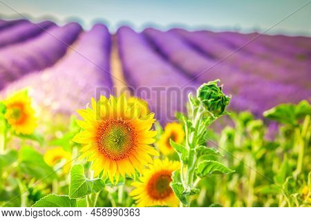 Sunflowers And Rows Of Lavender Flowers, Summer Field, France