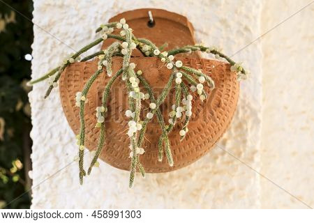 Beautiful Rhipsalis Baccifera Horrida In Clay Pot Hanging On The Wall