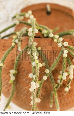 Beautiful Rhipsalis Baccifera Horrida In Clay Pot Hanging On The Wall