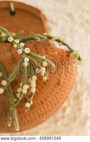 Beautiful Rhipsalis Baccifera Horrida In Clay Pot Hanging On The Wall