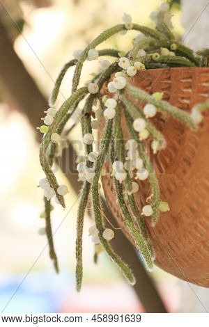 Beautiful Rhipsalis Baccifera Horrida In Clay Pot Hanging On The Wall