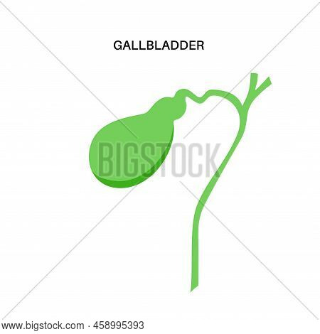 Gallbladder Anatomical Poster Or Banner For Education. Scheme Of Biliary Ducts. Part Of The Digestiv