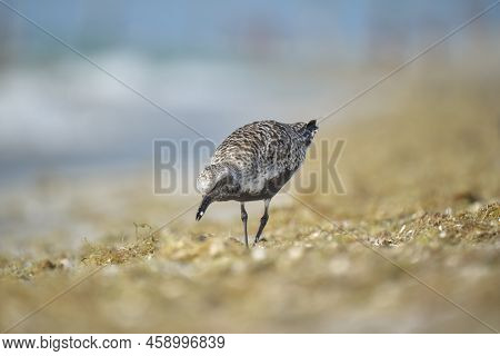 Black-bellied Plover Wild Sea Birdlooking For Food On Seaside In Summer