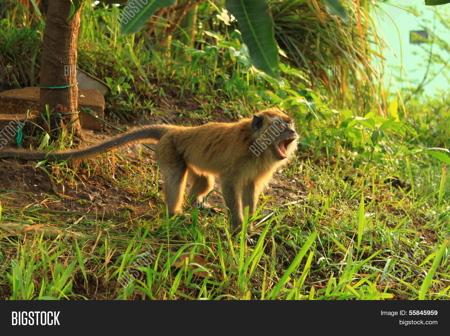 Image Preview