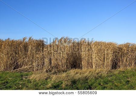 Miscanthus Background