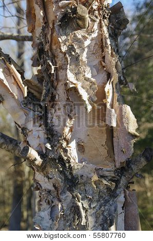 Peeling Bark