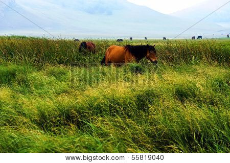 Prairie