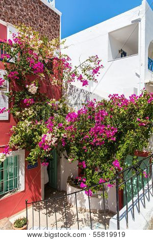 Flowers Bougainvillea In Fira Town - Santorini Island,crete,greece.