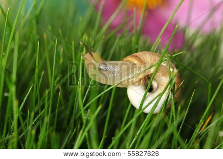 Beautiful snail on green grass, close up
