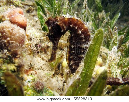 Brown seahorse