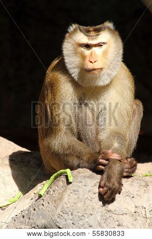 Monkeys in the zoo