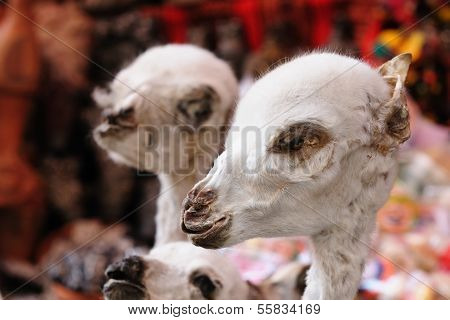 Bolivia, La Paz, Witches Market