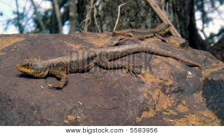 Lagarto gigante en el Amazonas