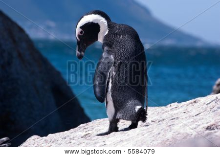 Afrikanska Penguin
