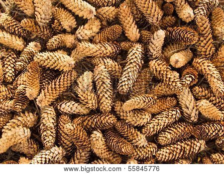 Sitka Spruce