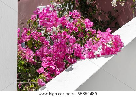 Flowers Bougainvillea In Fira Town - Santorini Island,crete,greece.