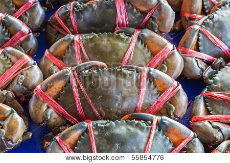 Mud Crabs
