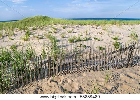 Sand Dunes Nobska Beach