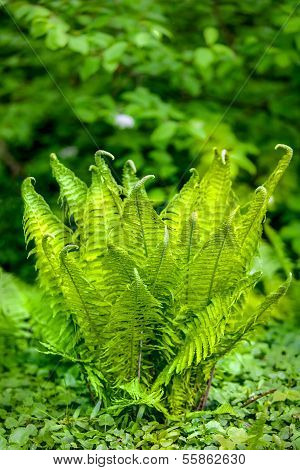 forest fern (Dryopteridaceae)