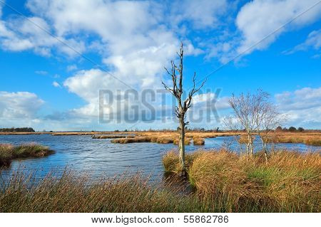Dead Tree On Bog