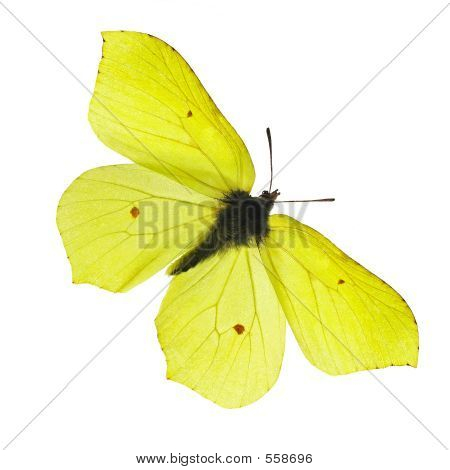 Gelbe Schmetterling
