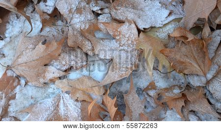 Autumn leaves with snow