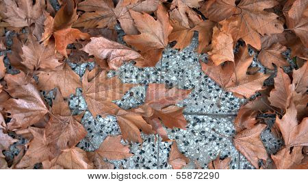 Autumn leaves