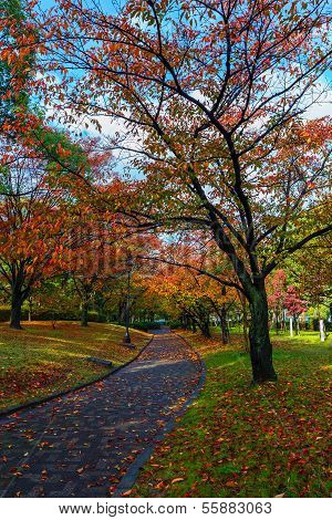 Autumn Laves At Hiroshima Central Park In Japan