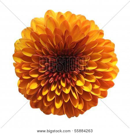 Single Aster