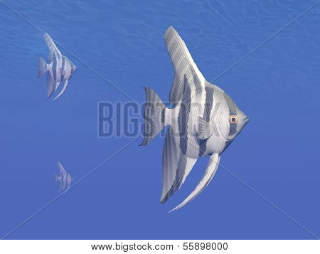 Angelfishes underwater - 3D render