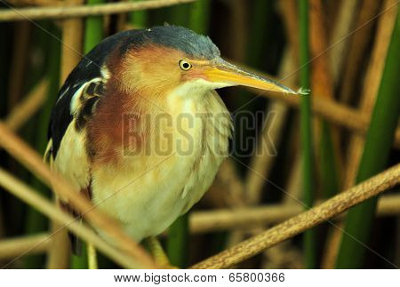 The Least Bittern