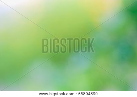Beautiful Nature Green Bokeh Blurred Background
