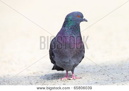 Pigeon On Gravel Alley