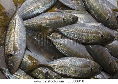 Fresh Tuna fish at seafood market