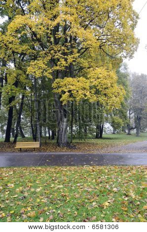 Autunno nebbia nella foresta