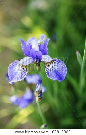 Beautiful flower