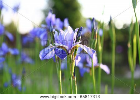Iris
