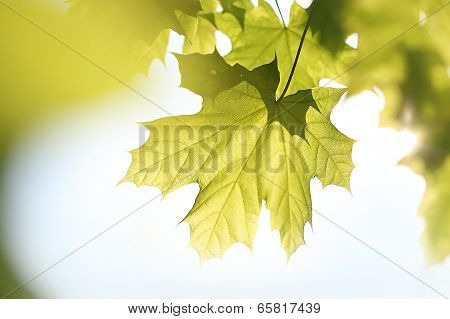 Maple, green leaf.