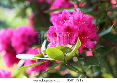 Hydrangea .