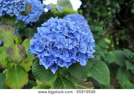 blue hydrangea