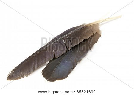 Two Isolated Hadeda Ibis Feathers On White