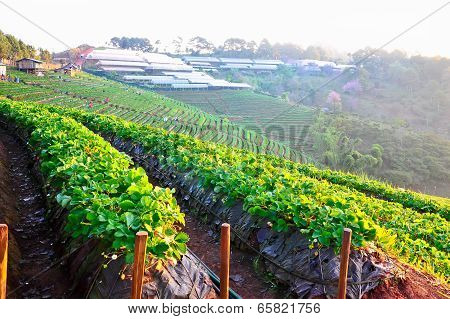 Beautiful Landscape And Fresh Strawberries Farm At Doi Angkhang Mountain, Chiangmai : Thailand