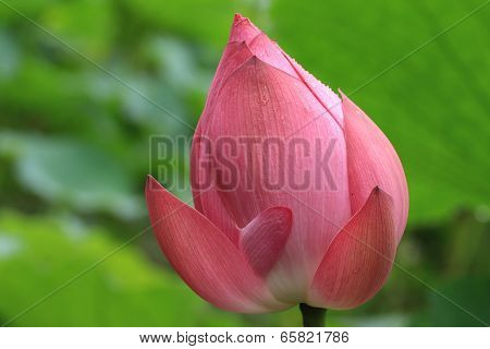lotus flower bud